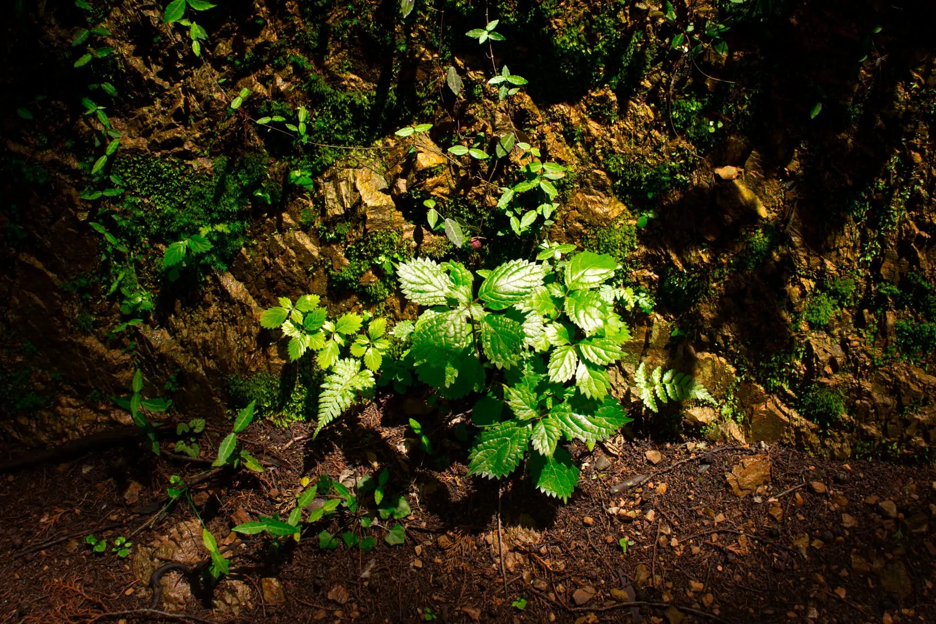 大地に芽吹く草